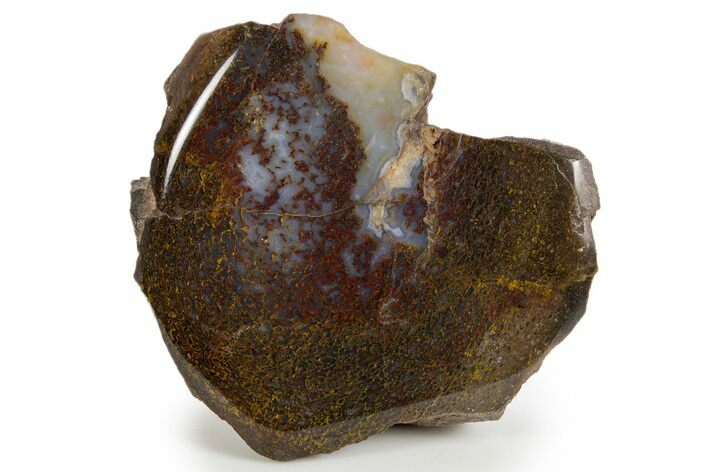 Polished Dinosaur Bone (Gembone) Section - Colorado #324204